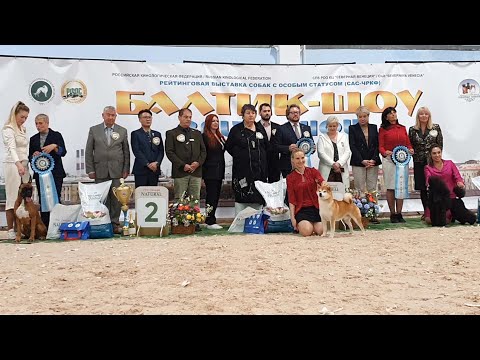 Видео: 25.10.2025, СПб. Клуб "Северная Венеция-1" (РКФ, РФОС"). Рейтинговая выставка "БАЛТИК-ШОУ-2025-1"