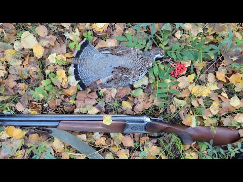Видео: Охота на рябчика с манком в августе. Гладкоствол зарешал. Шестое чувство. Полёт белохвостого орлана.