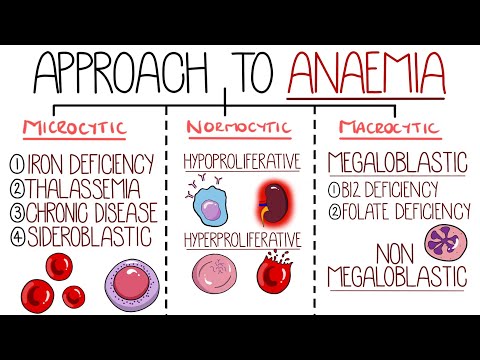Видео: Анемия – это просто (подход к анемии)