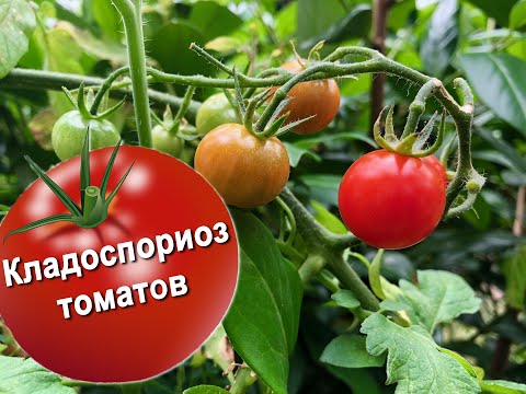 Видео: Кладоспориоз (макроспориоз) томатов