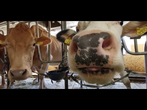 Видео: Финляндия , работа на ферме, мой личный опыт