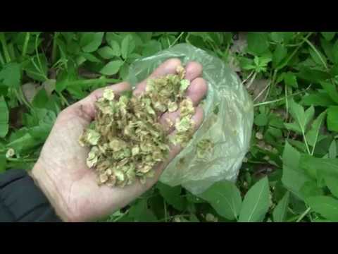 Видео: Как вырастить вяз, карагач. Часть 1.