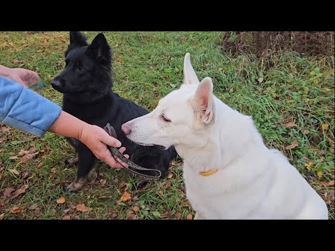 Видео: Работа овчарок Марии