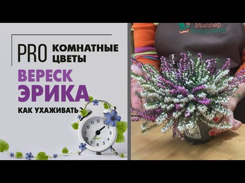 Видео: Вереск Эрика - почему его так зовут? Верески, цветущие весной и летом.