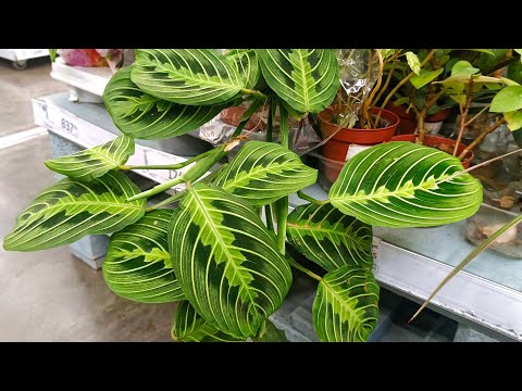 Видео: 🍂🌿АШАН🍂 ОБЗОР ЦВЕТОВ🌿сентябрь 2025
