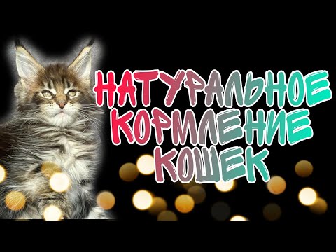 Видео: КОРМЛЕНИЕ КОШЕК МЯСОМ: почему, как, чем. КОРМ или МЯСО: чем лучше и дешевле