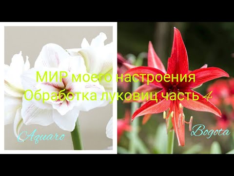 Видео: Гиппеаструмы Bogota и Aquaro обработка луковиц перед посадкой,ч.4.Поговорим про грунт.