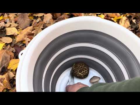 Видео: ДЕЛО ВОВСЕ НЕ В ГРИБАХ, а В ЧУДЕСНЫЙ ДЕНЬ ПРОСТО ПРОГУЛЯТЬСЯ  