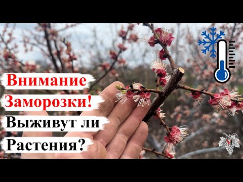 Видео: Внимание! РЕЗКОЕ ПОХОЛОДАНИЕ (Заморозки)! ВЫЖИВУТ ли НАШИ РАСТЕНИЯ?