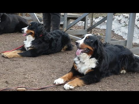 Видео: ДТ - 316. Большие и умные: берны, голден, овчарка