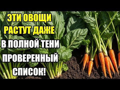 Видео: 12 Овощей, Которые Отлично Растут Даже В Тени