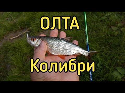 Видео: Мормышинг с ОЛТА Колибри 185 0.1-0.8 гр.