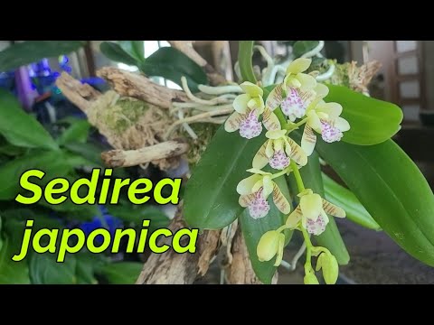Видео: Sedirea japonica. первое домашнее цветение.