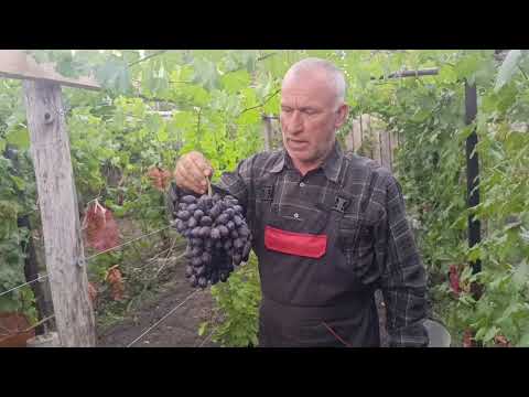 Видео: Эмир с необычным вкусом. Очень достойная форма. 