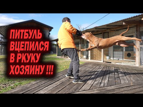 Видео: Питбуль VS Человек. Питбуль против Человека.  Занятия с питбулем Спайком.