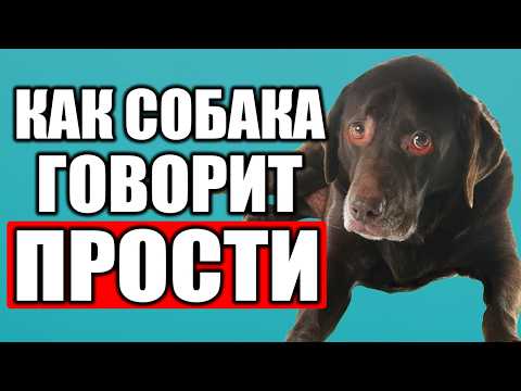 Видео: Как Собаки РЕАЛЬНО ИЗВИНЯЮТСЯ Перед Хозяином?🔥