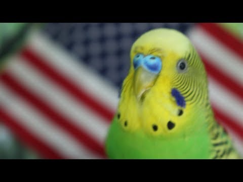 Видео: Самые Смешные Попугаи. Подборка приколов #8