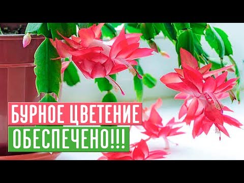 Видео: ДЕКАБРИСТ ЗАЦВЕТЕТ 100%, ЕСЛИ ВЫ БУДЕТЕ СЛЕДОВАТЬ ИНСТРУКЦИИ / Садовый гид