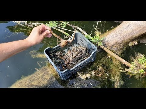 Видео: КАК Наловить РАКОВ На Незнакомом водоеме. Ловля Раков РАКОЛОВКАМИ. Чистая ВОДА и Большие свалы.
