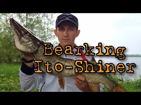 Видео: Megabass Ito-Shiner 115 SP - хорошо, но Bearking Ito Shiner 115 - ничем не хуже!