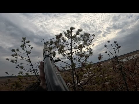 Видео: Часть 4.ОХОТА НА ГУСЯ 2024 ОТЛИЧНЫЕ НАЛЕТЫ ГУСЯ,ЗАВЕРШЕНИЕ ОХОТЫ 👍