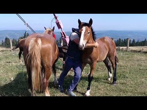 Видео: 🛑Які розміри мають лошата по ПЕРШЕРОНУ 🐘🐎 ФАРАОНУ📏💵Мої коні 💲