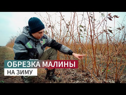 Видео: Подготовка малины к зиме | Обрезка