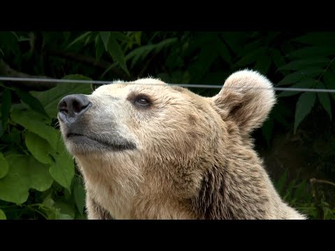 Видео: Ростов исторический: зоопарк