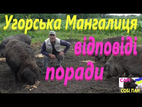 Видео: Угорська Мангалиця # Відповіді # Поради