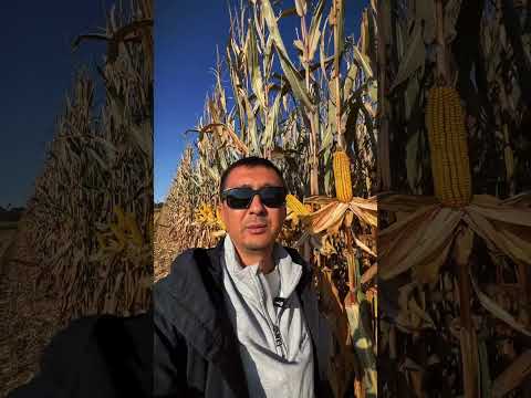 Видео: Гибрид LG31642 сыпет от 21 до 23 тонн с гектара