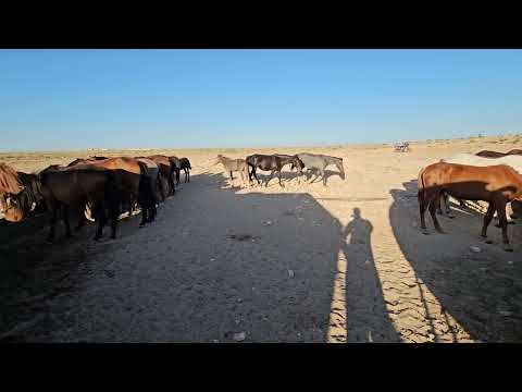 Видео: Таңертеңгі мал жайлау