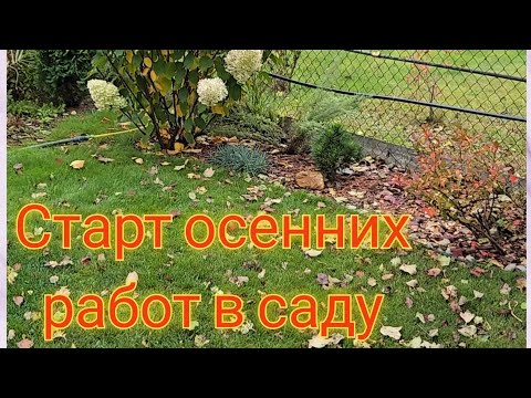 Видео: 🍁СТАРТ ОСЕННИХ РАБОТ В САДУ🍁. Два дня усердной работы и ты без сил!
