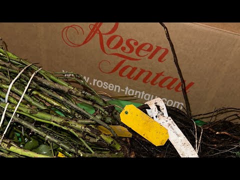 Видео: Розы с питомника Тантау. Rosen Tantau🌹