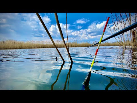 Видео: ТОРПЕДЫ ПРУТ НЕ ОСТАНОВИТЬ!!! КАРПЫ НА ПОПЛАВОК!!!