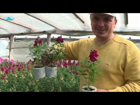 Видео: ЛЬВИНЫЙ ЗЕВ-ЦВЕТЕНИЕ-КОНЕЧНЫЙ РЕЗУЛЬТАТ.