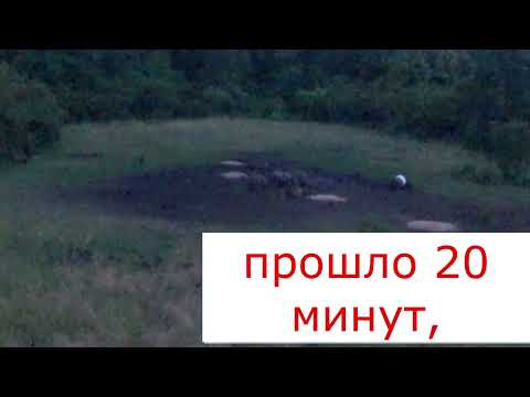 Видео: охота на кабана с ВЫШКИ . подранок