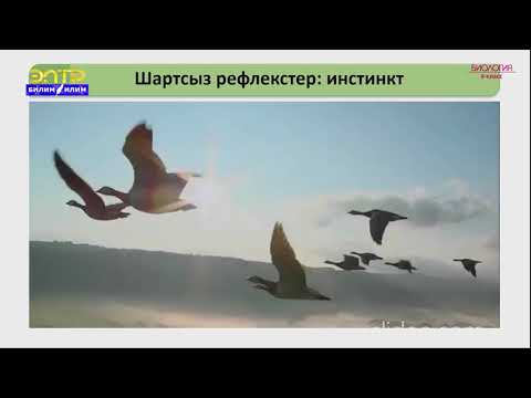 Видео: 8-класс | Биология |  Жогорку нерв иш аракетинин жалпы мүнөздөмөсү