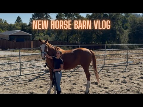 Видео: Новый видеоблог о конюшне!
