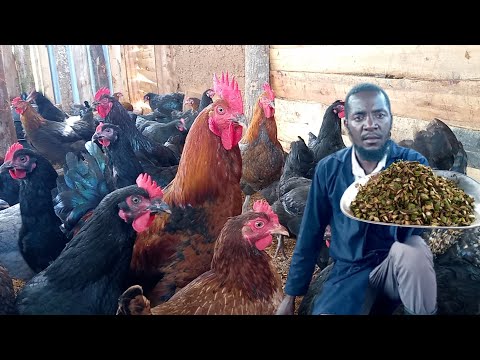 Видео: КОРМЛЕНИЕ КУР ЗЕЛЕНЫМИ И СВЕЖИМИ БАНАНОВЫМИ ОЧИЩАМИ || получение прибыли с помощью местной курицы