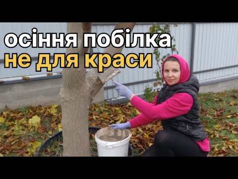 Видео: Глиняно-вапняна побілка . Важливий захист дерев восени.