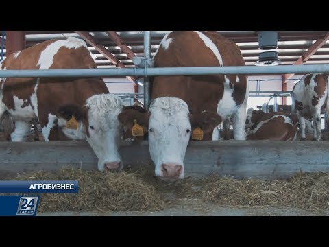 Видео: Симментальская порода коров | Агробизнес