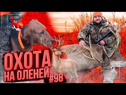 Видео: №98 Загонная охота с белорусскими гончими. Добыл ТРИ оленя | Corral hunting for deer and elk