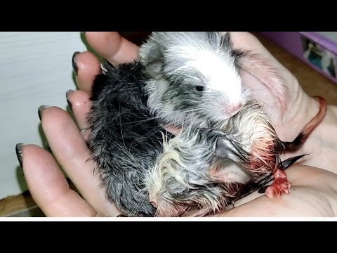 Видео: Тиарка родила тройню