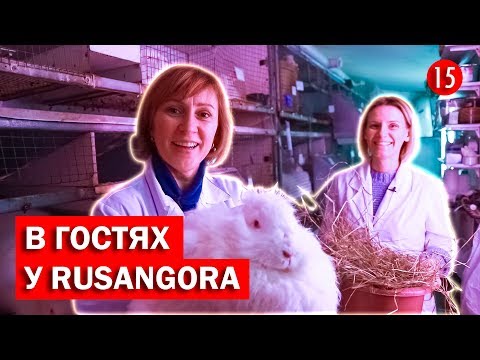 Видео: Выпуск #15. RUSANGORA - разведение ангорских кроликов, производство пряжи.