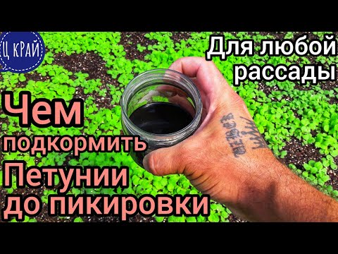 Видео: СУПЕР ВАЖНАЯ ПОДКОРМКА Петунии и любой рассады 🌱 до пикировки. ГАРАНТИРУЮ УСПЕХ Обязательно просмотр