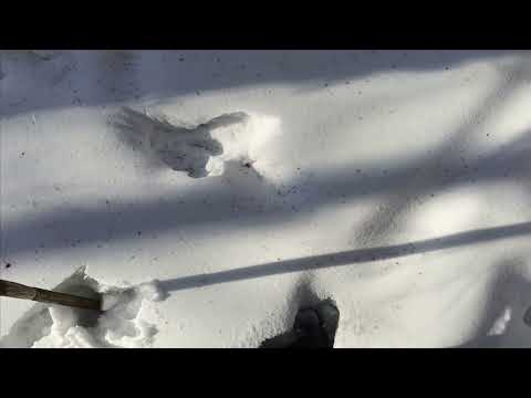 Видео: Проверка капканов часть 〽️ 16.