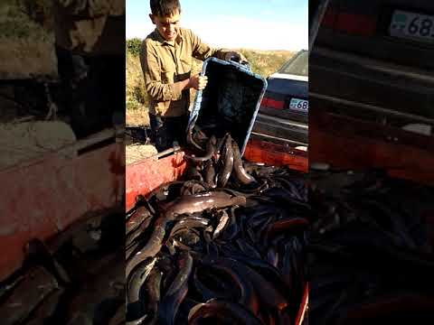 Видео: Африка сомы Сарыагаш каласында