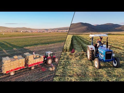 Видео: Жатва + Сбор | Ардаханские приключения, часть -2