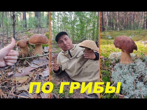 Видео: На "тихую охоту" за грибами на Алтае/Наш любимый сосновый бор/Ещё и порыбачили