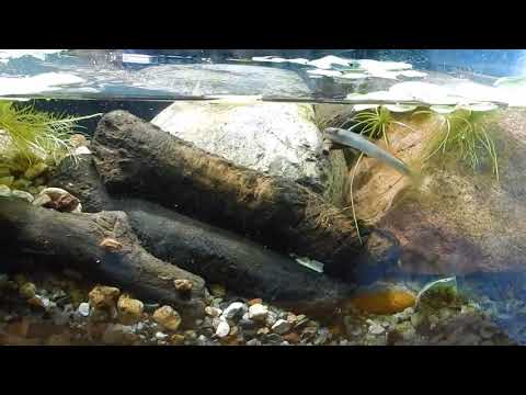 Видео: Новый вкусный друг-бычок Стифодон Красный.